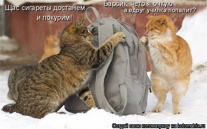 Котоматрица: Щас сигареты достанем  и покурим! а вдруг училка попалит? Барсик, чето я очкую