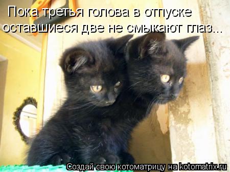 Котоматрица: Пока третья голова в отпуске оставшиеся две не смыкают глаз...