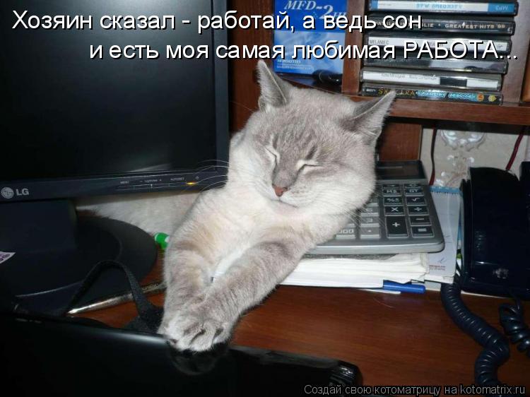 Котоматрица: Хозяин сказал - работай, а ведь сон  и есть моя самая любимая РАБОТА...