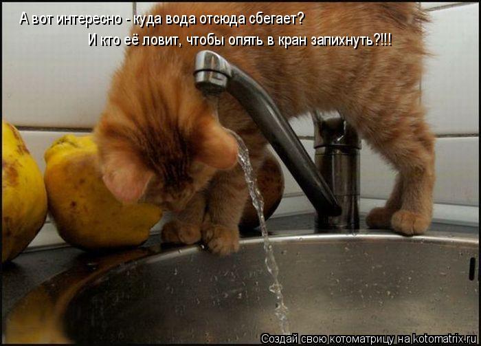 Котоматрица: А вот интересно - куда вода отсюда сбегает? И кто её ловит, чтобы опять в кран запихнуть?!!!