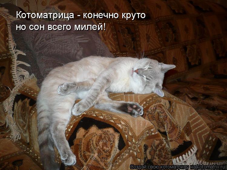 Котоматрица: Котоматрица - конечно круто но сон всего милей!
