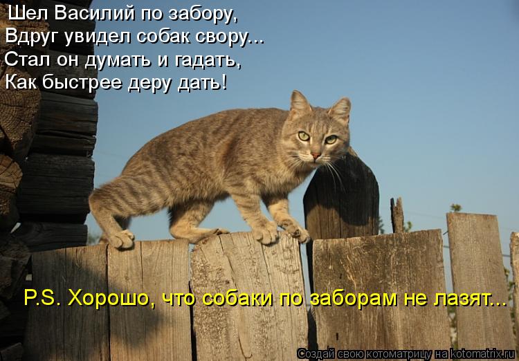 Котоматрица: Шел Василий по забору, Вдруг увидел собак свору... Стал он думать и гадать, Как быстрее деру дать! P.S. Хорошо, что собаки по заборам не лазят...