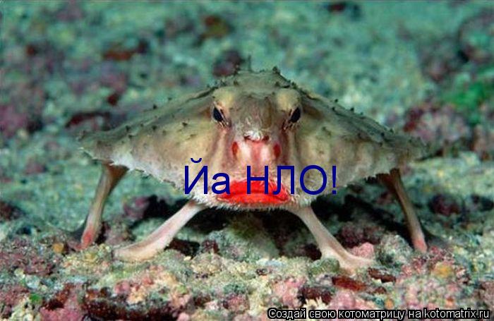 Котоматрица: Йа НЛО!