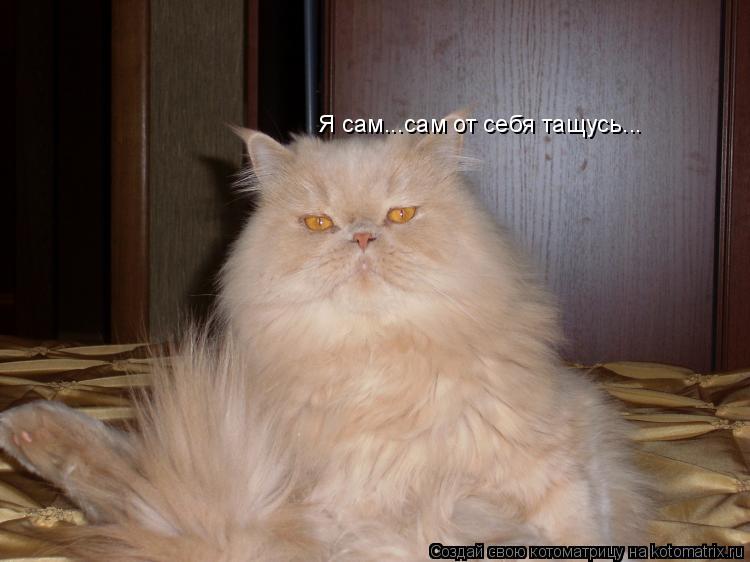 Котоматрица: Я сам...сам от себя тащусь...