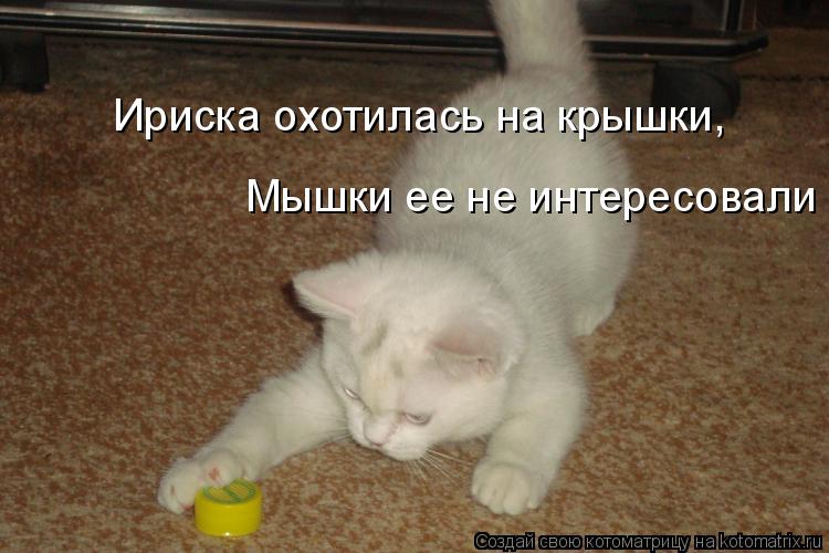 Котоматрица: Ириска охотилась на крышки, Мышки ее не интересовали