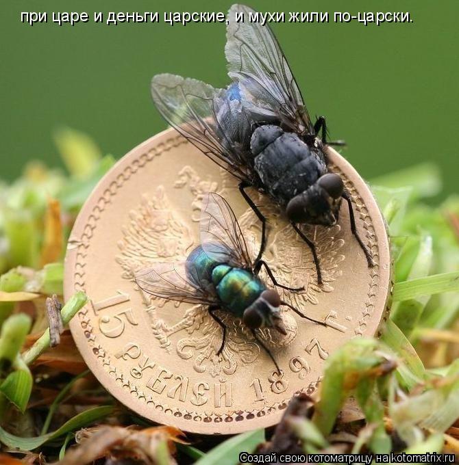 Котоматрица: при царе и деньги царские, и мухи жили по-царски.