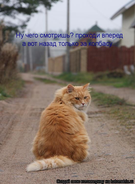 Котоматрица: Ну чего смотришь? проходи вперед а вот назад только за колбасу...