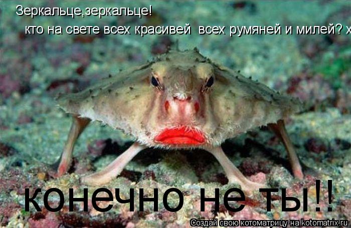 Котоматрица: Зеркальце,зеркальце! кто на свете всех красивей  всех румяней и милей? хаха каешна я! конечно не ты!!