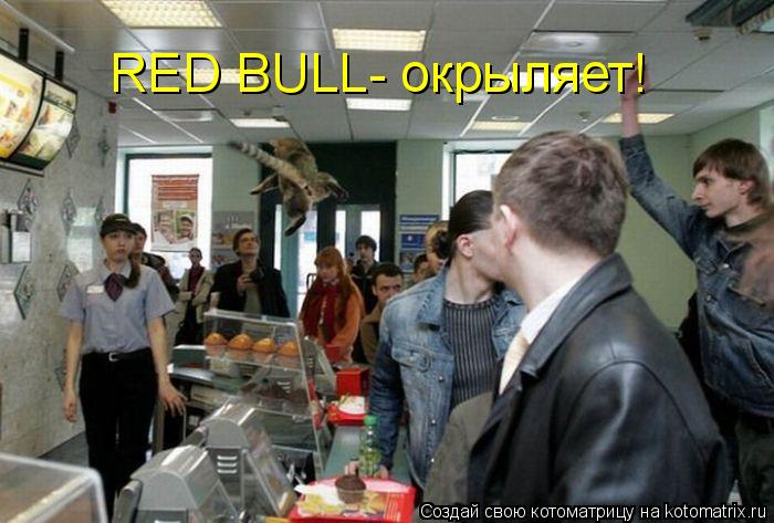 Котоматрица: RED BULL- окрыляет!