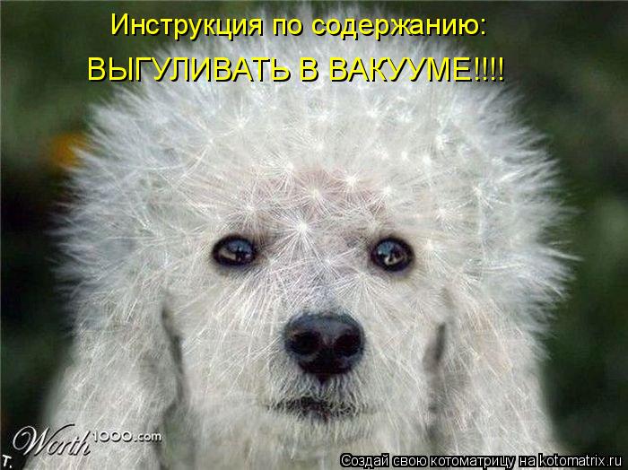 Котоматрица: Инструкция по содержанию: ВЫГУЛИВАТЬ В ВАКУУМЕ!!!!