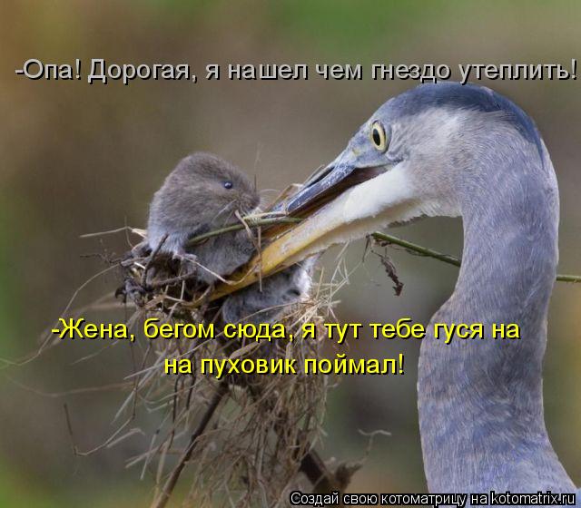 Котоматрица: -Опа! Дорогая, я нашел чем гнездо утеплить! -Жена, бегом сюда, я тут тебе гуся на  на пуховик поймал!