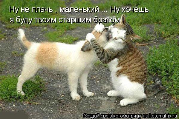 Котоматрица: Ну не плачь , маленький ... Ну хочешь я буду твоим старшим братом !..