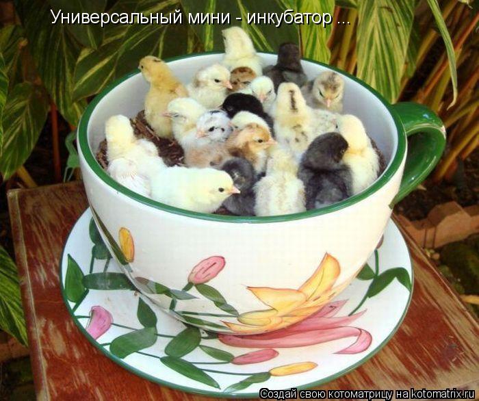 Котоматрица: Универсальный мини - инкубатор ...
