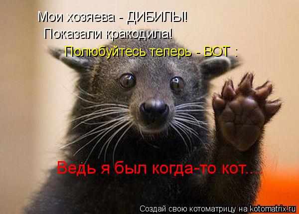 Котоматрица: Мои хозяева - ДИБИЛЫ! Показали кракодила! Полюбуйтесь теперь - ВОТ : Ведь я был когда-то кот....