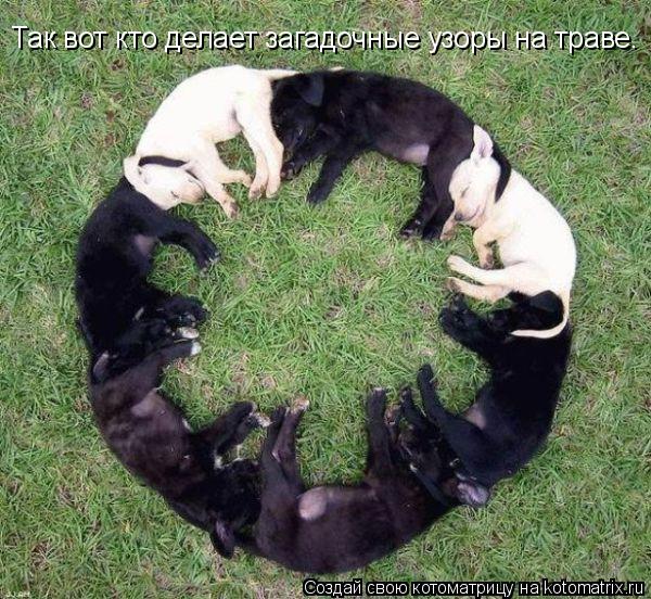 Котоматрица: Так вот кто делает загадочные узоры на траве.