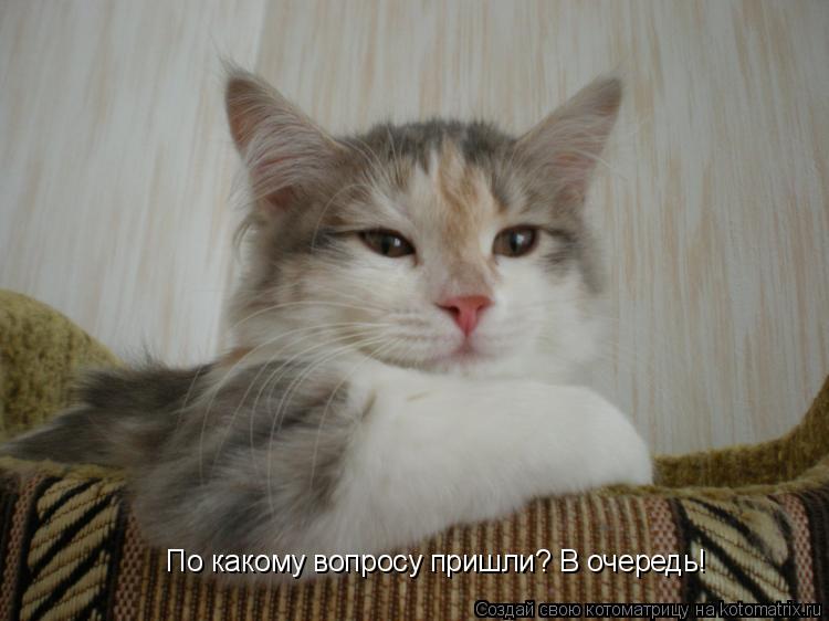 Котоматрица: По какому вопросу пришли? В очередь!