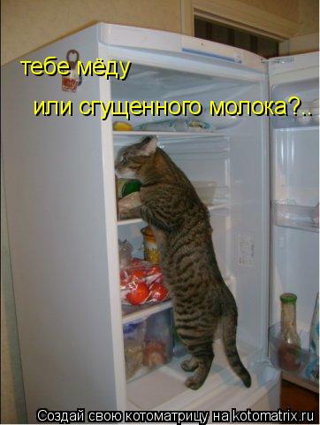 Котоматрица: тебе мёду или сгущенного молока?..