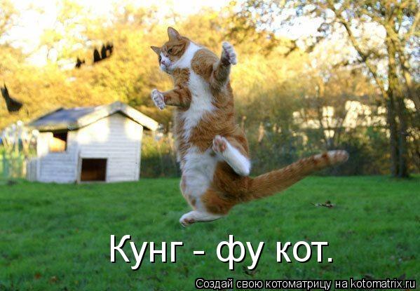 Котоматрица: Кунг - фу кот.