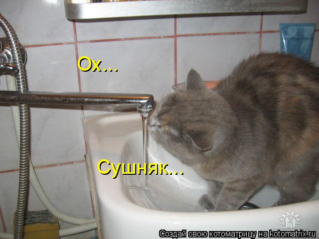 Котоматрица: Ох... Сушняк...
