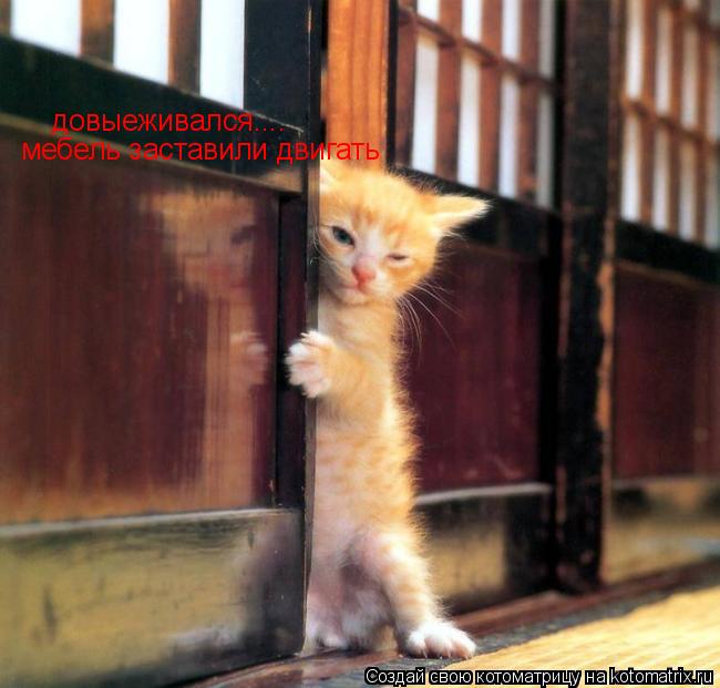 Котоматрица: довыеживался.... мебель заставили двигать