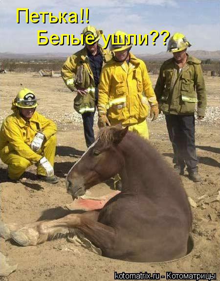 Котоматрица: Петька!! Белые ушли??