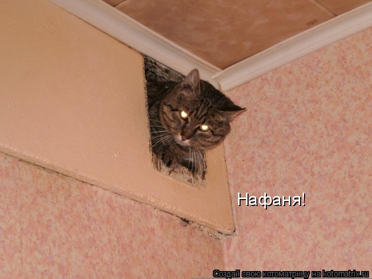 Котоматрица: Нафаня!