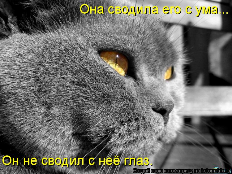Котоматрица: Она сводила его с ума... Он не сводил с неё глаз.