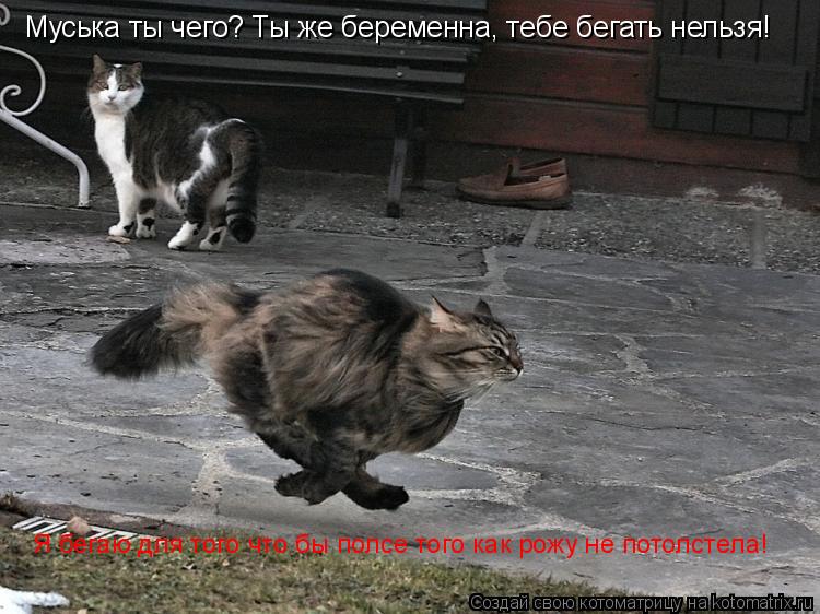 Котоматрица: Муська ты чего? Ты же беременна, тебе бегать нельзя! Я бегаю для того что бы полсе того как рожу не потолстела!