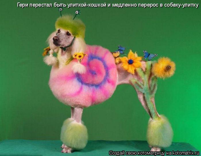Котоматрица: Гери перестал быть улиткой-кошкой и медленно перерос в собаку-улитку