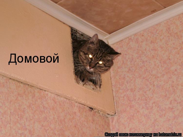 Котоматрица: Домовой