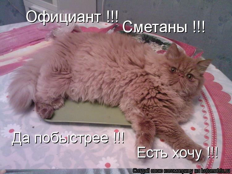 Котоматрица: Официант !!! Сметаны !!! Да побыстрее !!! Есть хочу !!!