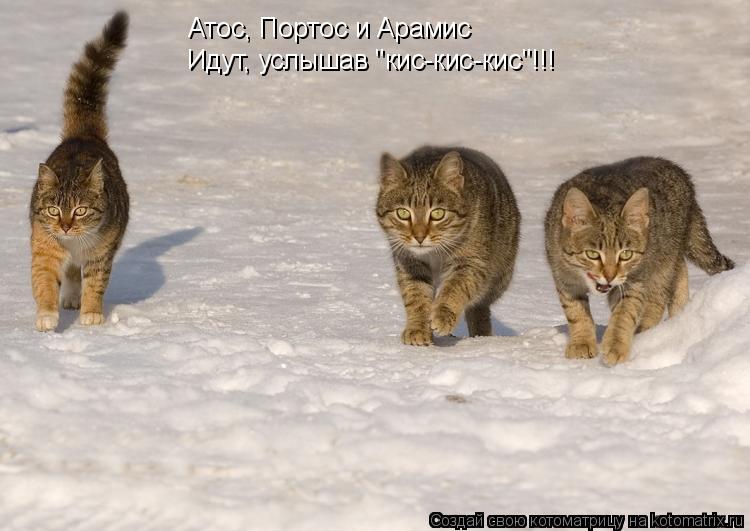 Котоматрица: Атос, Портос и Арамис Идут, услышав "кис-кис-кис"!!!