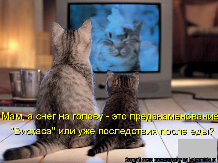 Котоматрица: Мам, а снег на голову - это предзнаменование "Вискаса" или уже последствия после еды?