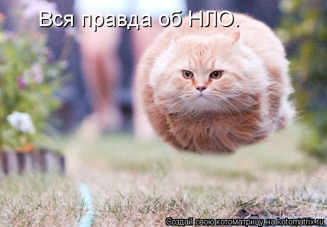 Котоматрица: Вся правда об НЛО.