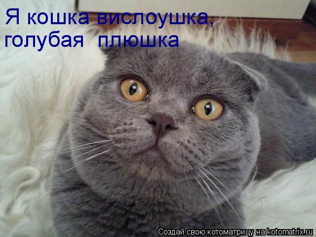 Котоматрица: Я кошка вислоушка, голубая  плюшка