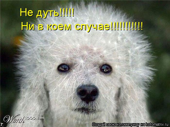 Котоматрица: Не дуть!!!!! Ни в коем случае!!!!!!!!!!!