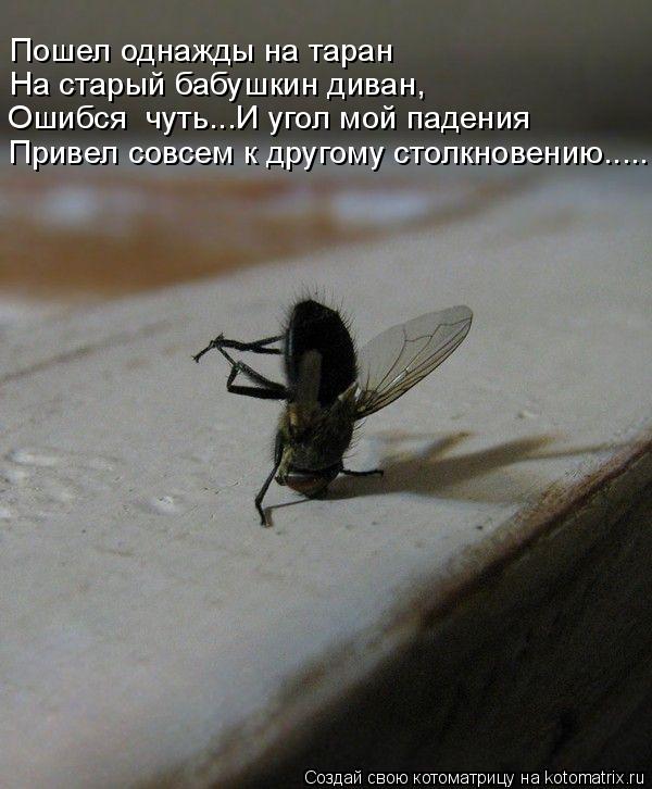 Котоматрица: Привел совсем к другому столкновению..... Ошибся  чуть...И угол мой падения На старый бабушкин диван, Пошел однажды на таран