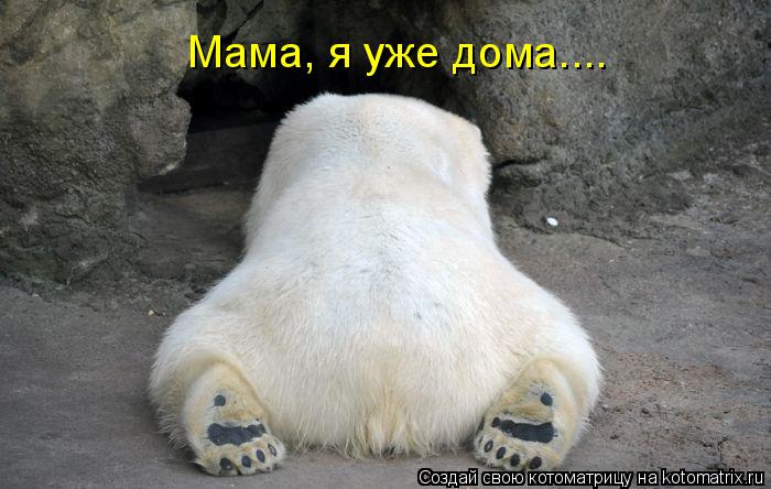 Мама, я уже дома....... Котоматрица: Мама, я уже дома....
