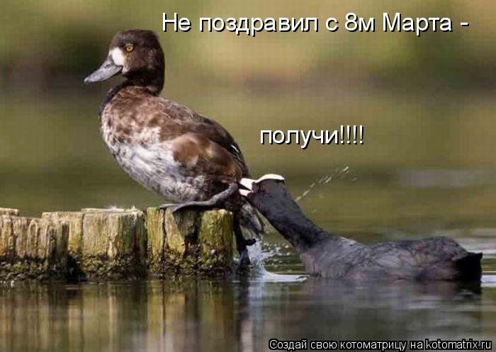 Котоматрица: Не поздравил с 8м Марта -  получи!!!!