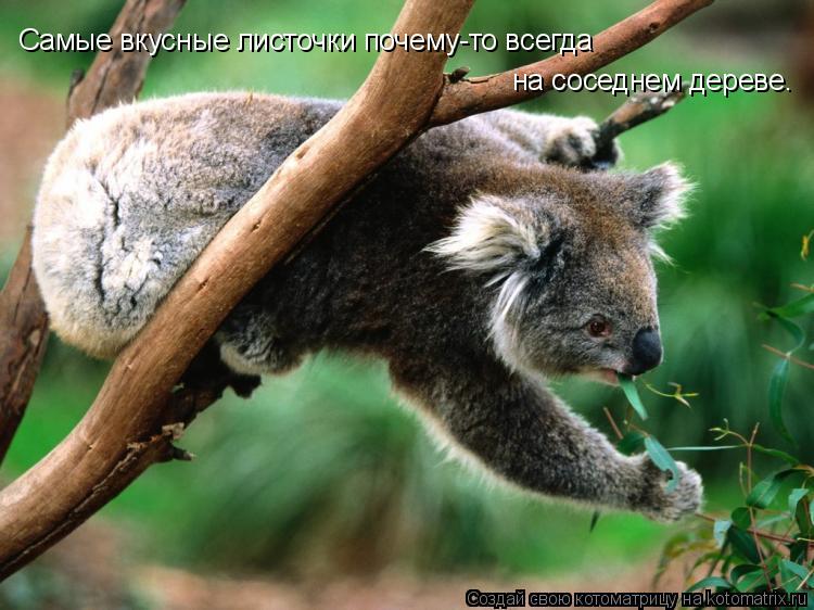 Самые вкусные листочки почему-то всегда на соседнем дереве.... Котоматрица: Самые вкусные листочки почему-то всегда на соседнем дереве.