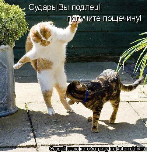 Сударь!Вы подлец! получите пощечину!... Котоматрица: Сударь!Вы подлец! получите пощечину!