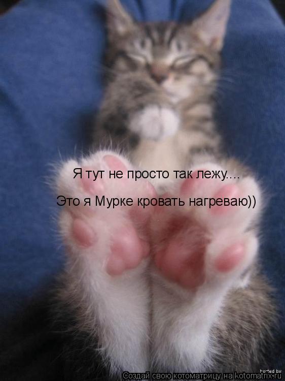 Я тут не просто так лежу.... Это я Мурке кровать нагреваю))... Котоматрица: Я тут не просто так лежу.... Это я Мурке кровать нагреваю))