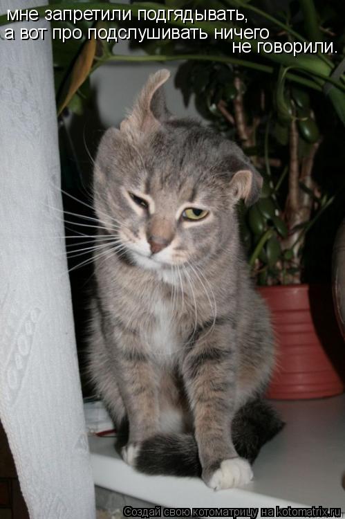 мне запретили подгядывать, а вот про подслушивать ничего не говорили.... Котоматрица: мне запретили подгядывать, а вот про подслушивать ничего не говорили.