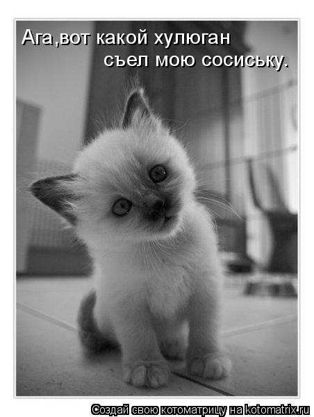 Ага,вот какой хулюган съел мою сосиську.... Котоматрица: Ага,вот какой хулюган съел мою сосиську.