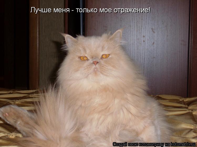 Лучше меня - только мое отражение!... Котоматрица: Лучше меня - только мое отражение!