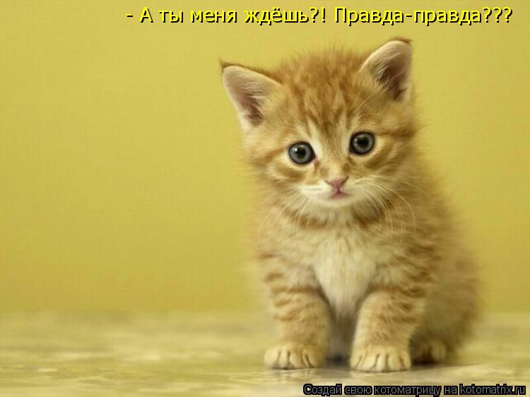 Котоматрица: - А ты меня ждёшь?! Правда-правда???