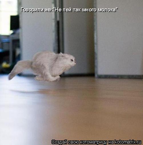Говорили же:"Не пей так много молока"... Котоматрица: Говорили же:"Не пей так много молока"