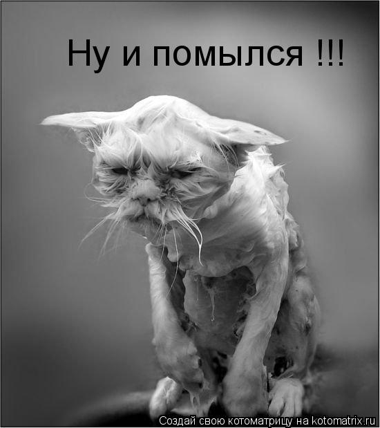 Ну и помылся !!!... Котоматрица: Ну и помылся !!!