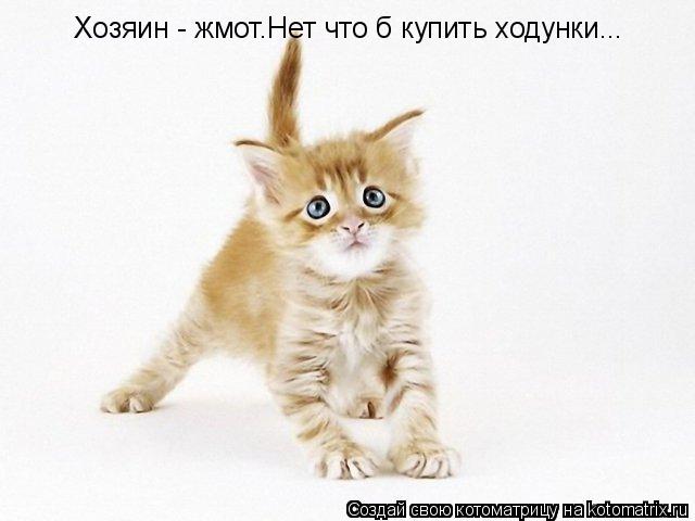 Хозяин - жмот.Нет что б купить ходунки...... Котоматрица: Хозяин - жмот.Нет что б купить ходунки...