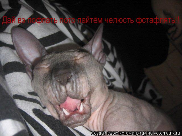 Дай вэ пофпать пото пайтём челюсть фстафлять!!... Котоматрица: Дай вэ пофпать пото пайтём челюсть фстафлять!!